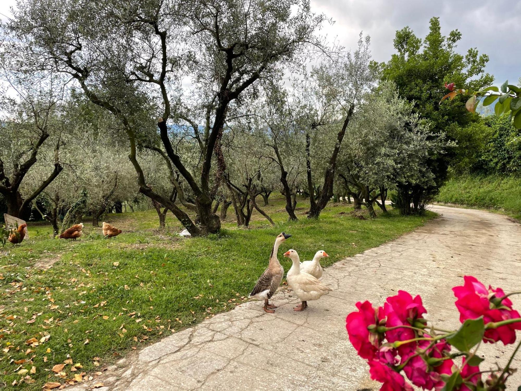 Agriturismo Torre Ercolana 아나니 외부 사진