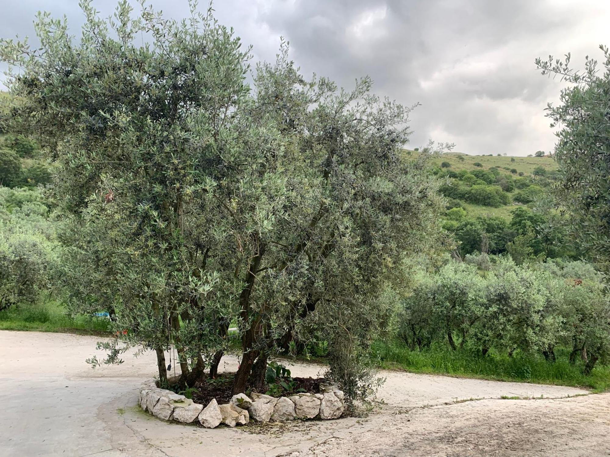 Agriturismo Torre Ercolana 아나니 외부 사진